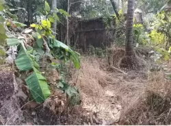 Plot/ Land in Aldona Goa