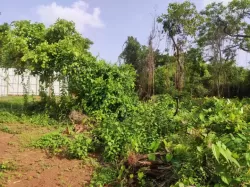 Plot/ Land in Moira Goa