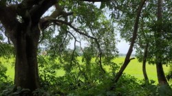Plot/ Land in Bicholim Goa