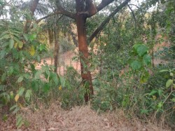 Plot/ Land in Sanquelim Goa