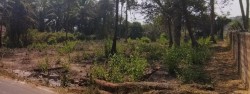 Plot/ Land in Nuvem Goa