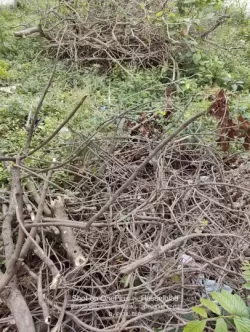 Plot/ Land in Vidyaranyapura Bangalore