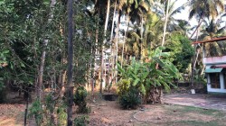 Plot/ Land in Kankanady Mangalore