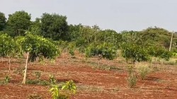 Plot/ Land in Nuzividu Vijayawada