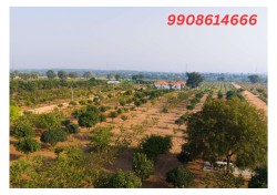 oryza farm lands