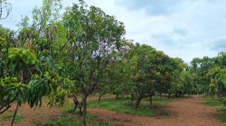 Plot/ Land in Doddaballapur Bangalore