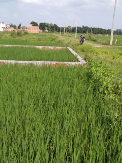 Jungle Sikri No 1