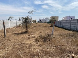 Colony