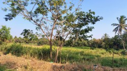 Plot/ Land in Singanallur Coimbatore