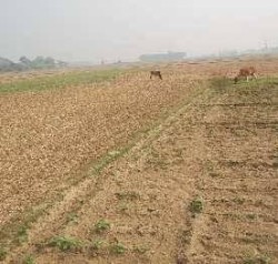Plot/ Land in Salempur Deoria