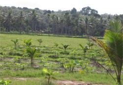 Agri land